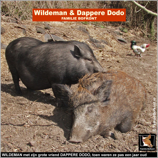 WILDEMAN met zijn grote vriend DAPPERE DODO, toen waren ze pas een jaar oud