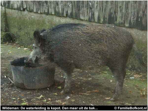 Wildeman: De waterleiding is kapot. Dan maar uit de bak...