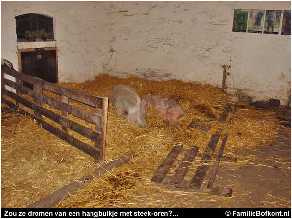 Zou ze dromen van een hangbuikje met steek-oren?...