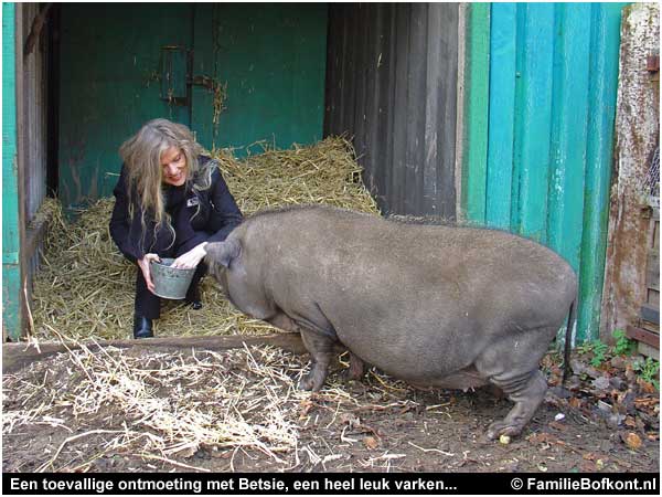 Een toevallige ontmoeting met Betsie, een heel leuk varken...